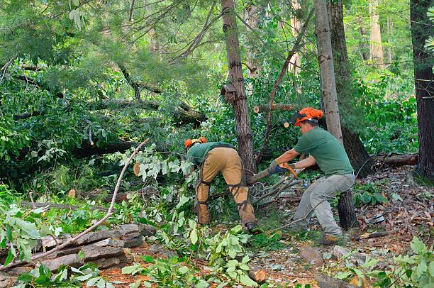 Best Emergency Storm Tree Removal  in Holland, TX